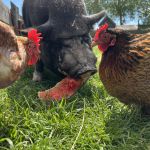 Grote Rommelmarkt van Zaandijk : Renee het varken met vrienden.